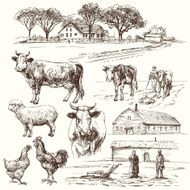 farm cow agriculture