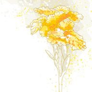 Canna flower on white background