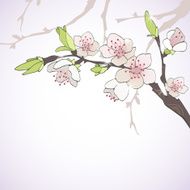 Cherry branch in blossom Seasonal background N5
