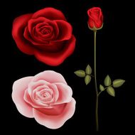 Rose N79