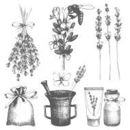 Vintage collection of lilac lavender flowers sketch N5