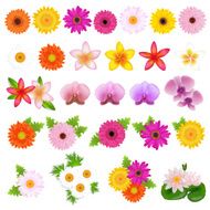 Beautiful Flowers N23