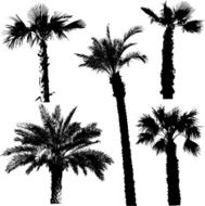 Palms silhouettes