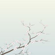 Cherry branch in blossom Seasonal background N6