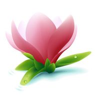 Beatiful Magnolie or Magnolia