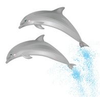 Two Dolphins N2