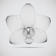 Vector orchid flower Illustration for your design N2