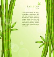Background with green bamboo N4