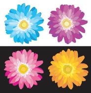 Daisy - Flower