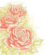 Pink roses on white background