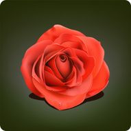 Rose N86