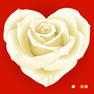 White rose in the shape of heart