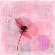 pressed poppy flower on textured art background