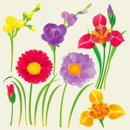Set of Spring Flowers (Gerbera Daisy Tigridia Freesia)