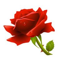 Red rose N45