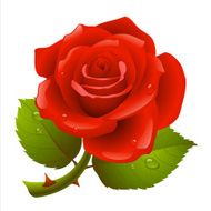 Red rose N46