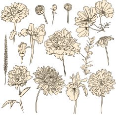 Set of flowers N24