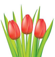 vector bunch of red tulips N2