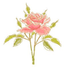 pink rose N25