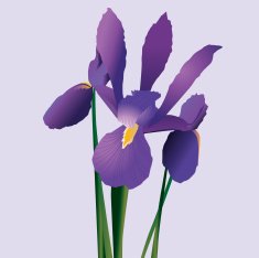 Iris N5