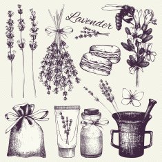 Vintage collection of lilac lavender flowers sketch N3