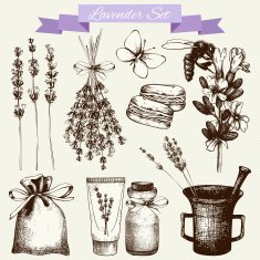 Vintage collection of lilac lavender flowers sketch N4