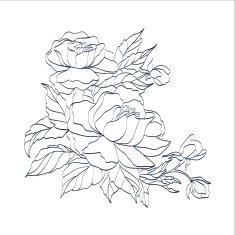Hand drawn branch of roses