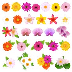 Beautiful Flowers N23