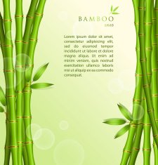Background with green bamboo N4