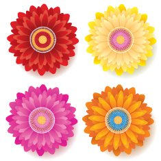 Gerber Daisy Flower - Spring