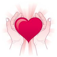 Hands holding the heart