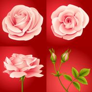 roses set red