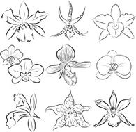 Orchids N3