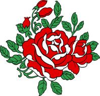 rose illustration N3