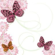 Butterflies and pink daisy frame Invitation