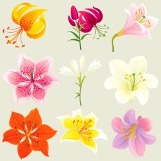 Floral Design Elements (Colourful Lilies)