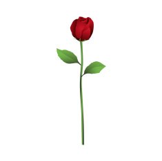 Red rose N47
