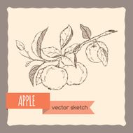 Fresh apples on a branch hand drawn sketch
