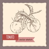 Fresh tomatoes on a branch hand drawn sketch