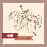 Fresh peppers on a branch hand drawn sketch