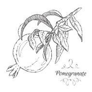 Hand drawn vector pomegranate sketch