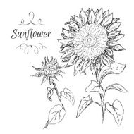 Hand vector drawn sunflower sketch