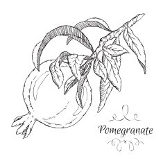 Hand drawn vector pomegranate sketch