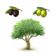 Olive oil primary products set N2