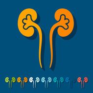 Flat design kidneys N2