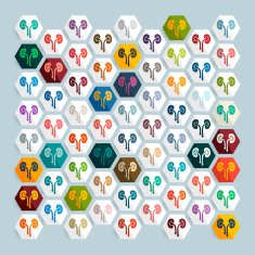 Flat design kidneys