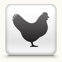 Square Button with Chicken