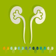 Flat design kidneys N3
