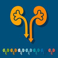 Flat design kidneys N5