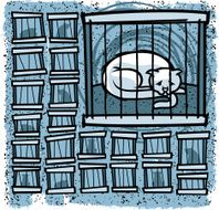 Cat In Cage C